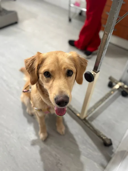 Paciente feliz TerraVet